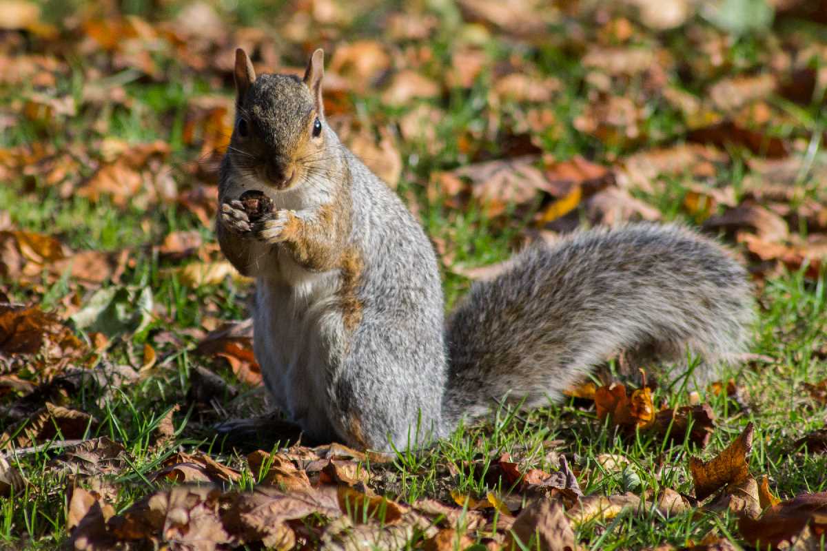 Cheeky squirrel in Kings Heath Park